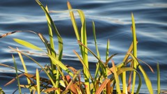 Nature water reeds rivers