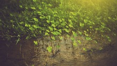 Nature water rivers Clovers