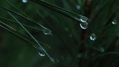 Nature waterdrops
