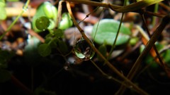 Nature web lies caught