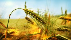 Nature wheat spikelets