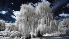 Nature willow infrared