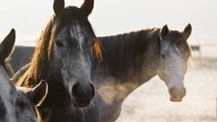 Nature winter Animals cold Horses December Ray Schönberger 