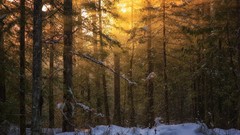 Nature winter British Columbia Wood sunlight forests Vancouver 