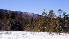 Nature winter forest snow
