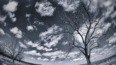 Nature winter grove pecan