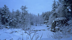 Nature winter lonely