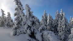 Nature winter pine trees