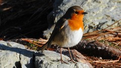 Nature winter red Birds