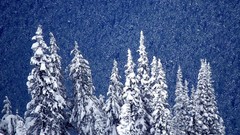 Nature winter snow forests