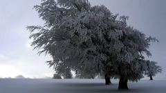Nature winter snow Trees