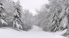 Nature winter snow Trees