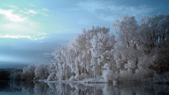 Nature winter snow Trees
