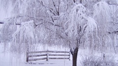 Nature winter snow Trees