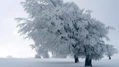 Nature winter Trees Frozen
