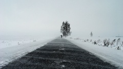 Nature winter Trees white