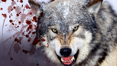 Nature wolf Wild angry