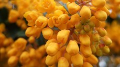 Nature Yellow Blossoms