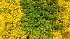 Nature yellow Green iran shiraz