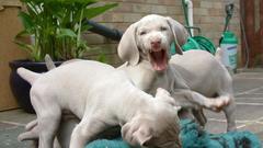 Naughty Dogs Puppies chiot