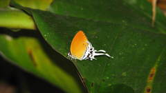 Nayana insect