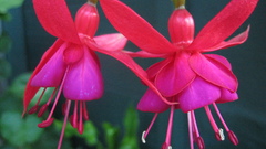 Need New want something