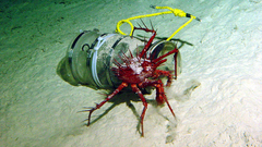 Neolithodes sp hires high