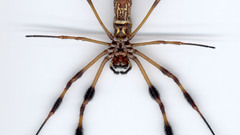 Nephila clavipes tallahassee and