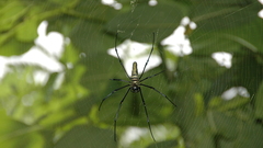 Nephila high