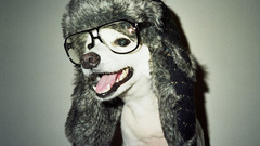 Nerd Dogs glasses