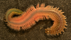 Nereis succinea epitokenereis high