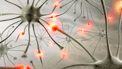 Neurons synapse nerves