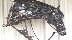 New horse confescated high