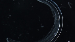 New oik whole hopcroft