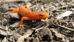 Newt amphibians