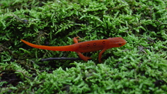 Newt on moss high