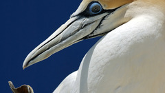 Newzealand gannet high