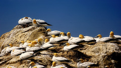 Newzealand gannets high