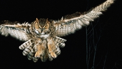 Night Birds Owls motion
