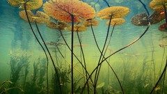 Night botswana lily pads