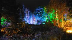 Night forests light painting
