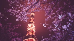 Night Japan Tokyo blossoms cherry blossoms Tokyo Tower 