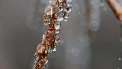 Nikon macro ais droplets