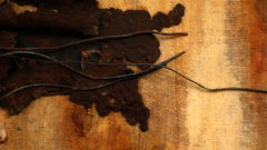 Nine inch nails insects