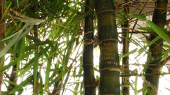 No panda high Animals