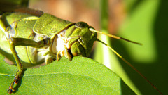 Nomnom hop by draeath