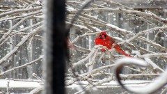 Northern Cardinal nature snow