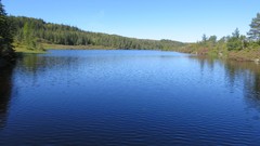 Norway trondheim wolf pack hikke