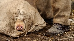 Noses pigs documentary