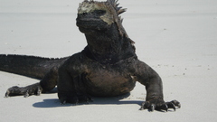 Nothing much bro chong